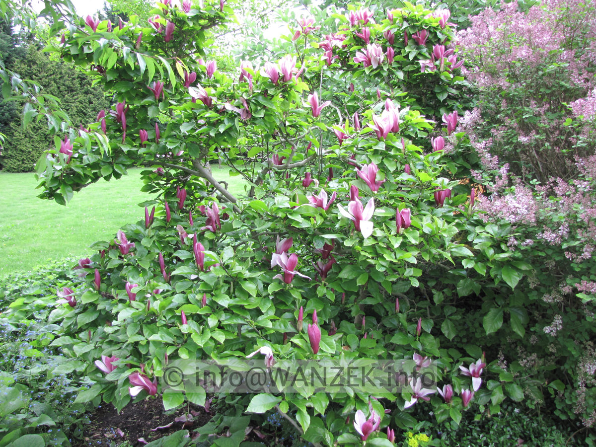 Magnolia liliiflora Nigra 12.JPG